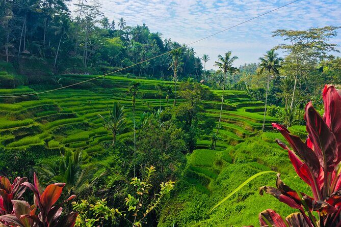 Ubud Best Tour - Tegalalang Rice Terrace: The Classic View With a Clear Time Window