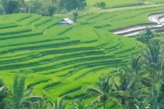 Ubud Buggy Adventure & Costumize Activities & cultural tours - The Buggy Ride: Mud, Rice Views, and the 45–60 Minute Reality Check