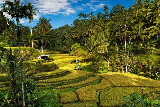 Ubud City Tour II: Monkey Forest, Palace, Art Market, and Rice Terrace - Happy Swing Bali: adrenaline and a cliffside photo moment