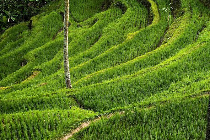 Ubud Cultural Day Tour: A Day for Balinese Cultural Experience - Tegalalang Rice Terrace: The View Is the Main Event