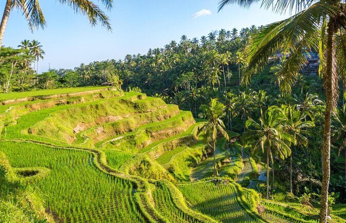 Ubud Customized Private Tour - Key highlights worth planning around
