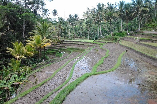 Ubud Customized Private Tour - Mount Batur and Kintamani: the viewpoint payoff