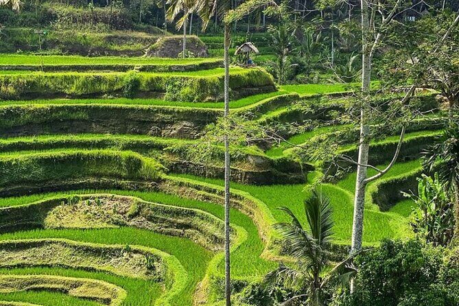 Ubud Day Tour : Waterfall, Temple and Local Night Market Tour - Why this Ubud loop works: monkeys, terraces, waterfalls, and street food