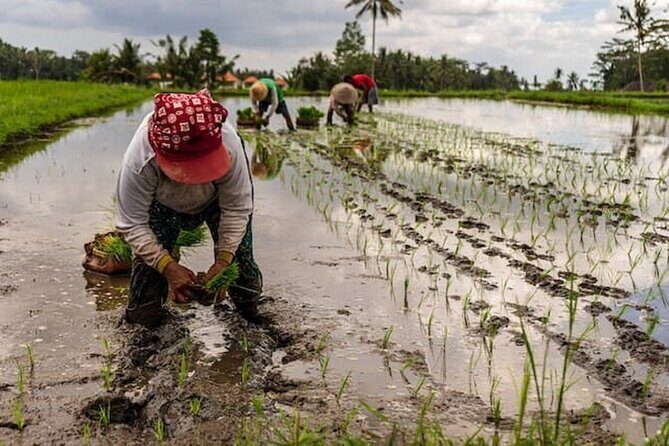 Ubud: Downhill Cycling with Volcano, Rice Terraces and Meal - Price and Value: Why $36.66 Can Feel Like a Steal