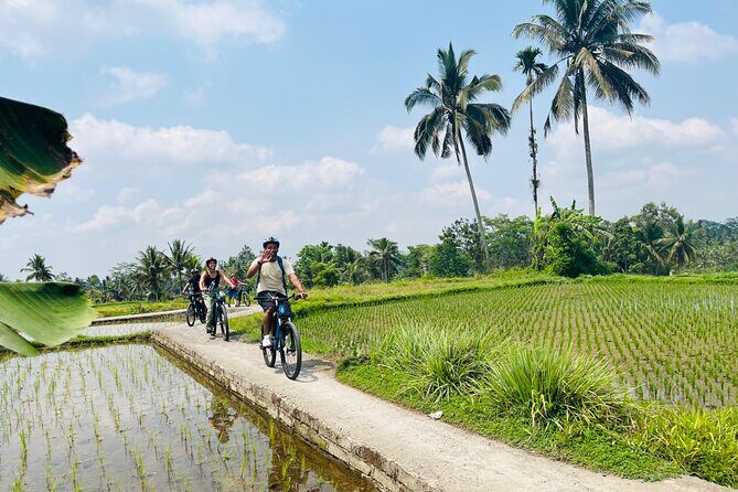 Ubud eBikes Tour to Tegallalang Rice Terrace - Bikes, pace, and safety: what to expect once you mount up