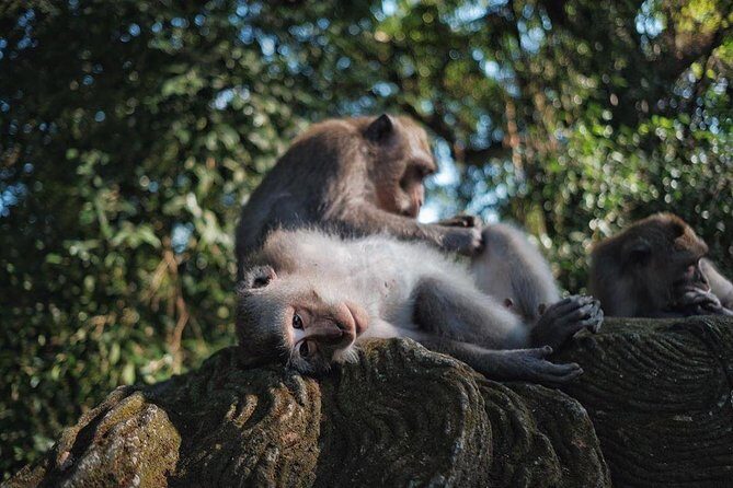 Ubud Excursion: Barong Dance, Art Villages, Nature, Temple and Waterfall - Price and value: why $67 can work for a private art-and-nature day