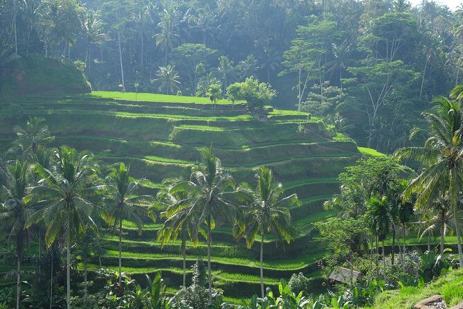 Ubud Experience ; Swing, Waterfalls, Art Market, Rice Terrace - Kumulilir Swings: Valley Views and a Real Activity Break