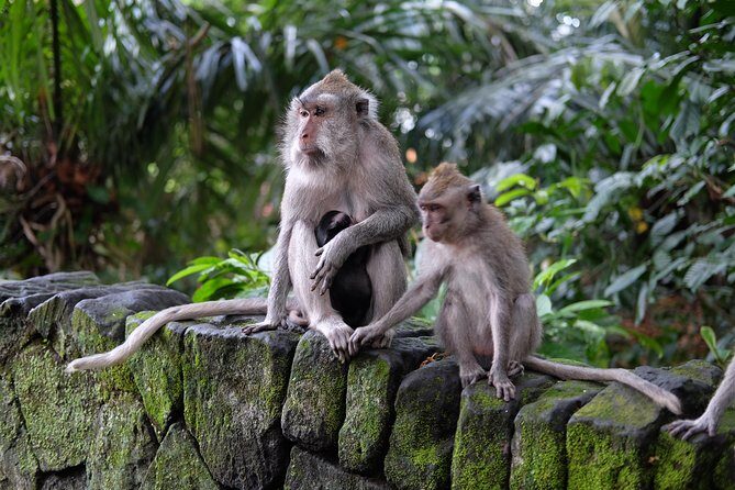 Ubud Experience ; Swing, Waterfalls, Art Market, Rice Terrace - Tegalalang Rice Terraces: Photos, Farming, and a Good Walk