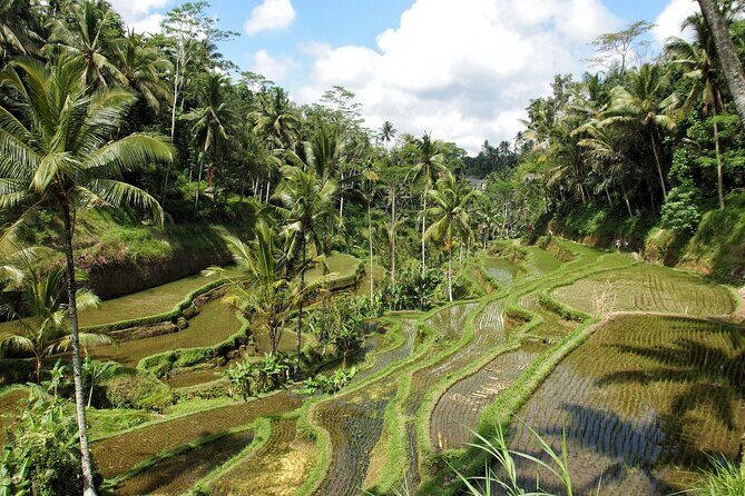 Ubud Explorer Private Day Tour - Tegalalang Rice Terraces: why the views feel personal