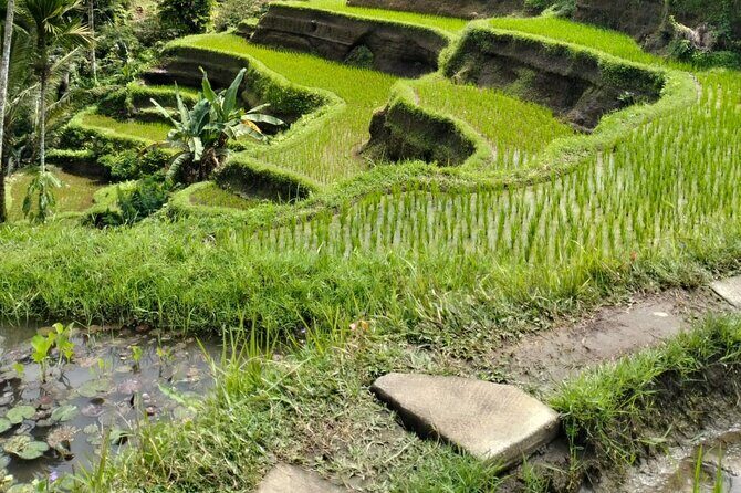 Ubud Explorer Private Day Tour - Tirta Empul Temple: sacred water and cleansing rituals