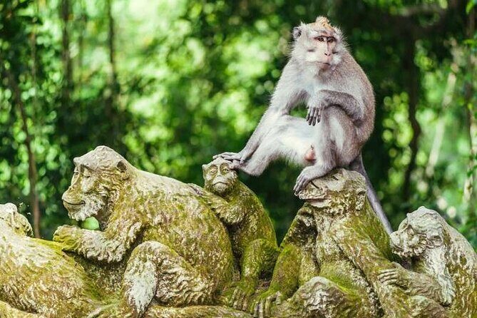 Ubud Full Day Tour Waterfall Monkey Forest Rice Terrace - Tegallalang rice terrace: how to get the best views in an hour