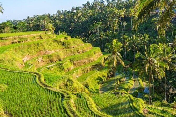 Ubud Full Day Tour Waterfall Monkey Forest Rice Terrace - Price and what’s truly included for $27