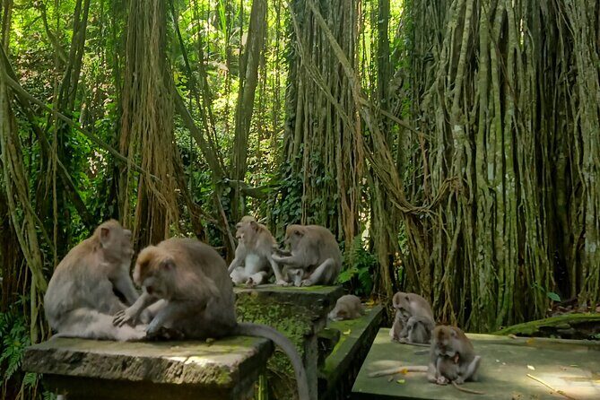 Ubud Guided Tour Monkey Forest, Waterfall, Temple & Rice Terrace. - A full Ubud day in one loop: how the 8–10 hours feel