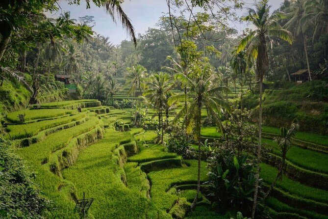 Ubud Highlight: Best of Ubud Private Day Tour with Local Guide - A Full Ubud Day That Mixes Jungle, Temples, Rice Fields, and Coffee