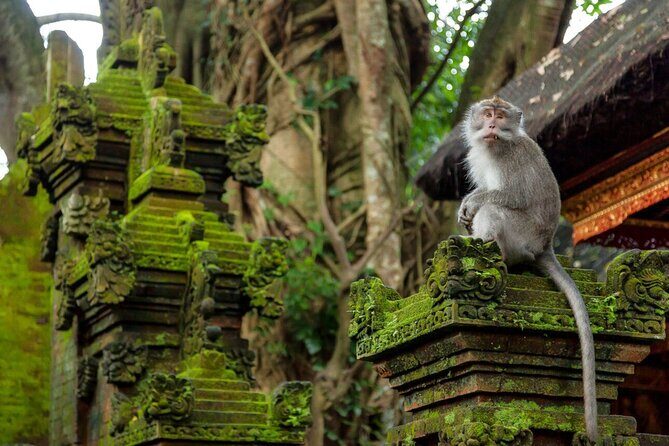 Ubud Highlights Rice Terraces, Temple, Waterfall & Monkeys forest - Entrance Fees, Sarong, and Your Budget Check