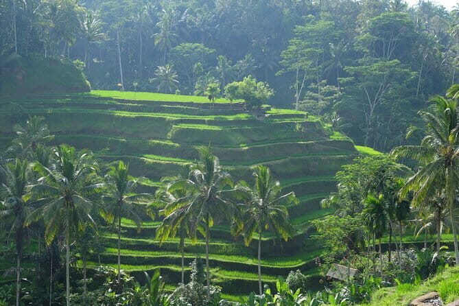 Ubud Highlights Tour ( Private All-Inclusive ) - Central Ubud: Monkey Forest and Palace Area Timing