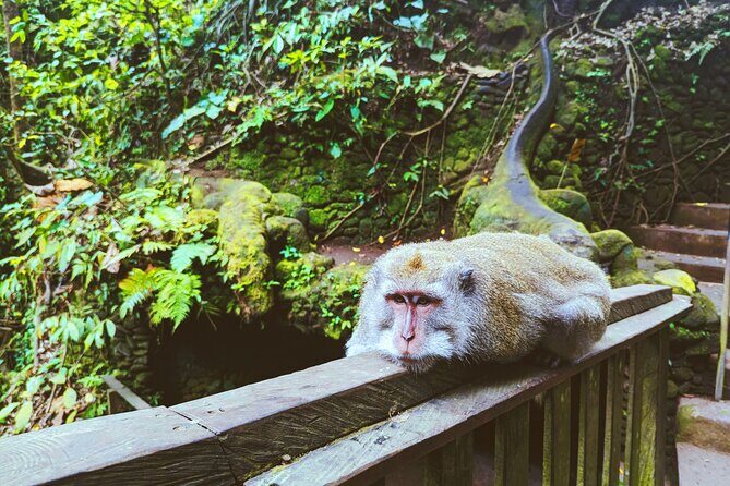 Ubud Jungle Adventure: Tirta Empul & Bali Swing - A $64 Ubud day that mixes adrenaline and temple time