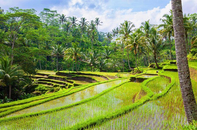Ubud Jungle Adventure: Tirta Empul & Bali Swing - Guide help that makes the whole day feel smoother