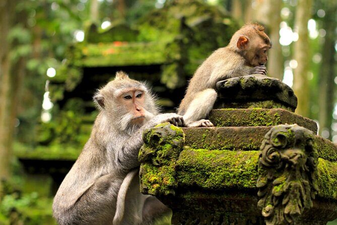 Ubud Jungle Adventure: Tirta Empul & Bali Swing - Price and value: what you’re really paying for at $64