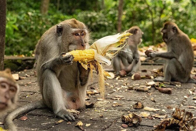 Ubud Monkey Forest - Rice Terrace - Jungle Swing - Water Temple - The route that makes this day trip work