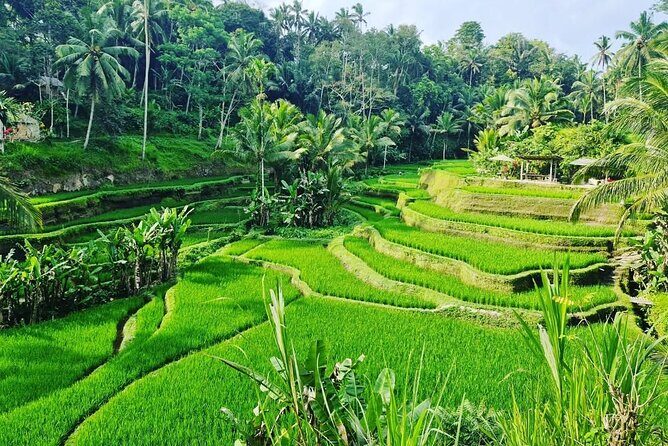 Ubud Monkey Forest - Rice Terrace - Jungle Swing - Water Temple - Tirta Empul Temple: holy water ritual with public access