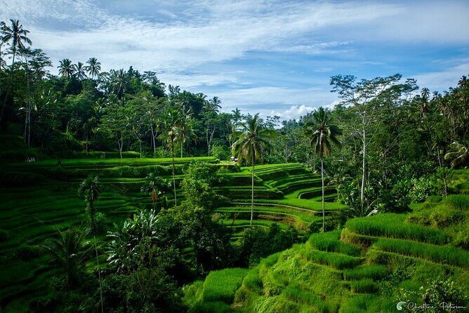 Ubud Monkey Forest - Rice Terrace - Jungle Swing - Water Temple - Price and value: what $32.40 really buys