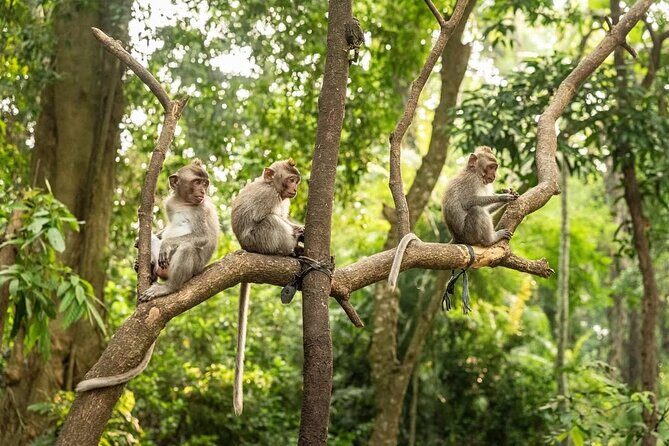 Ubud Monkey Forest - Rice Terrace - Jungle Swing - Water Temple - Tegalalang Rice Terraces: real irrigation, real steps, real photos