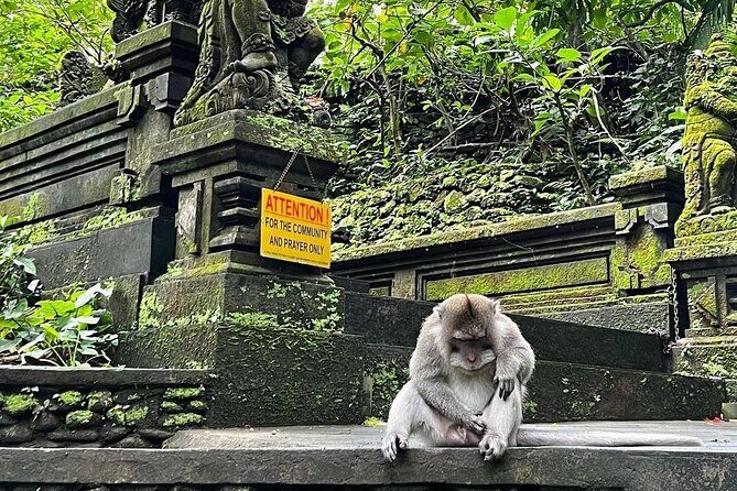 Ubud Monkey Forest, Rice Terrace & Tirta Empul Temple Tour - Tibumana Waterfall: a break from crowds and a good swim option