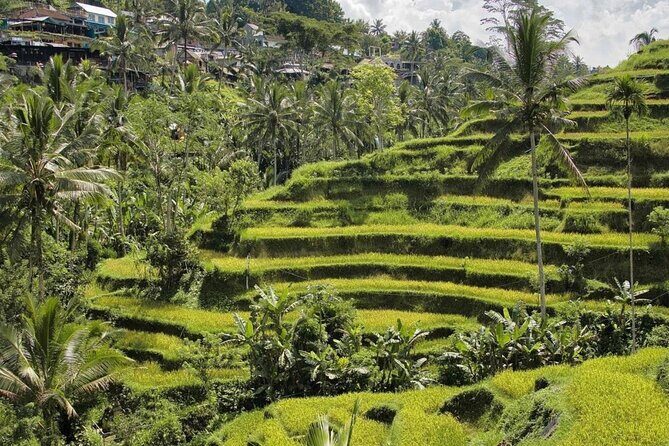 Ubud Monkey Forest, Rice Terrace & Tirta Empul Temple Tour - Getting to the Sacred Monkey Forest Sanctuary (and making it worth your time)