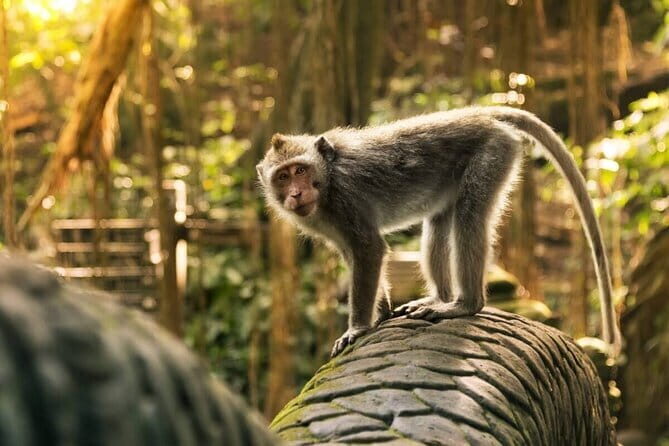Ubud: Monkey Forest, Rice Terraces and Jungle Swing Tour - Key highlights you’ll care about