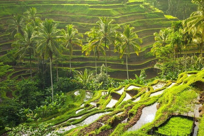 Ubud: Monkey Forest, Rice Terraces and Jungle Swing Tour - A one-day sampler of Ubud: nature, temples, and a jungle swing