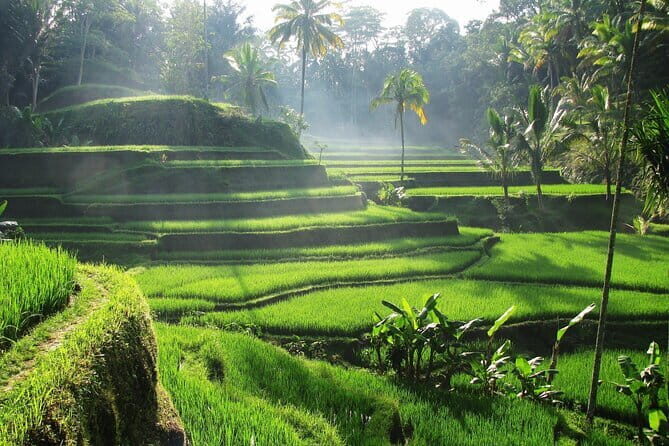 Ubud: Monkey Forest, Rice Terraces and Jungle Swing Tour - Art stops and galleries: when shopping becomes part of the day