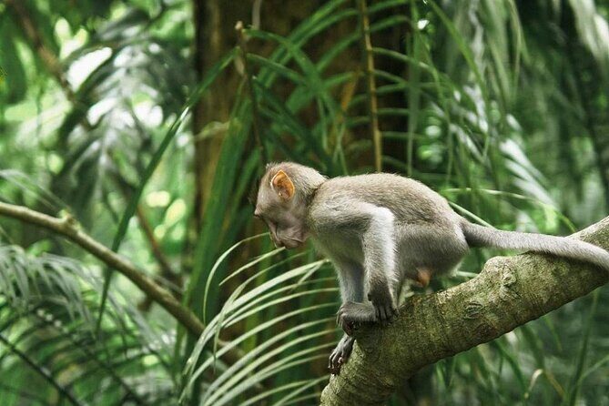 Ubud Monkey Forest, Scenic Rice Terrace with Swing and Waterfall - Sacred Monkey Forest Sanctuary: temples and long-tailed macaques