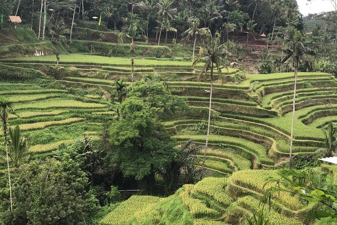 Ubud Private Tour : Best Of Ubud - Guided Tour - dAlas Swing Jungle Time: Fun With a Real View