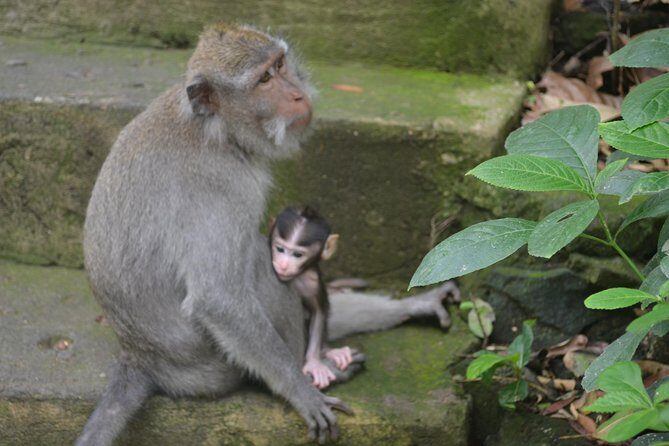 Ubud Private Tour : Choice Your Own Trip - How the Ubud private driver tour actually plays out