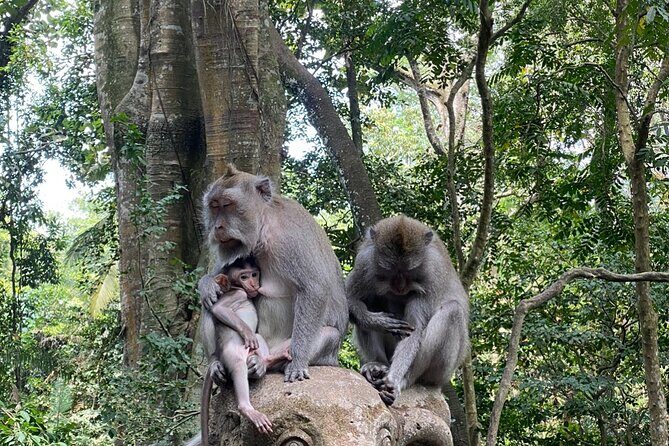 Ubud Private Tour: Monkey Forest, Rice Terrace, Temple, Waterfall - Ubud in One Day: Monkey Forest to Holy Water