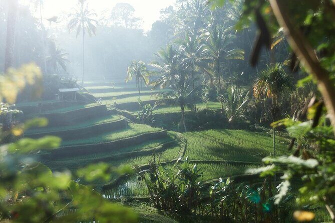 Ubud Private Tour - Waterfalls, Water Temple & Rice Terraces - Lunch Break at Sari Timbul by Kubu Bali for a Reset