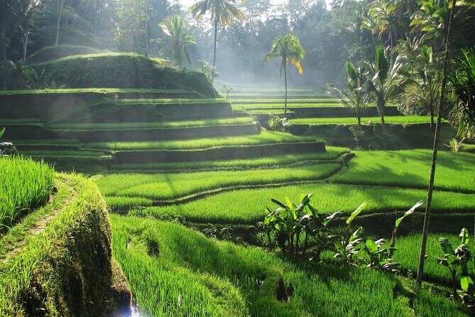 Ubud Private Tour - Waterfalls, Water Temple & Rice Terraces - Price and What You Get for $35 Per Person