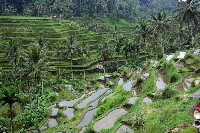 Ubud private tours - Price and what you’re really getting for $40