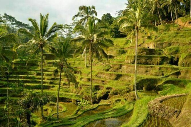 UBUD Spring Temple, Waterfall, Rice Terraces Private Tour - A private UNESCO-style Ubud circuit without the bus-bunch feeling