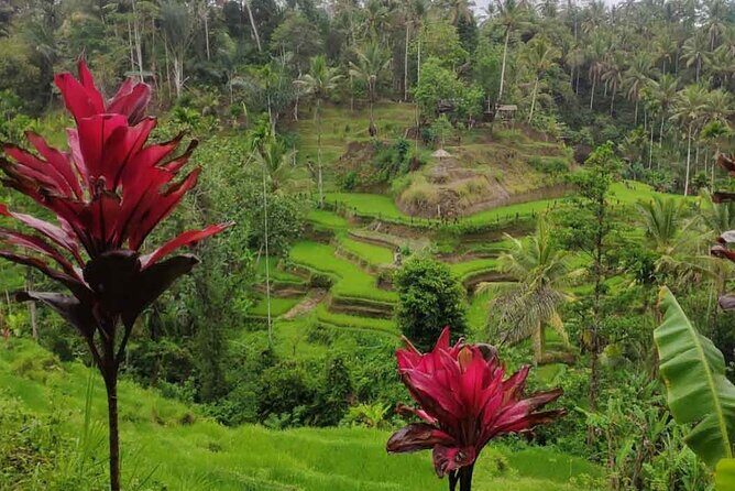 UBUD Spring Temple, Waterfall, Rice Terraces Private Tour - What to bring and wear for this Ubud day