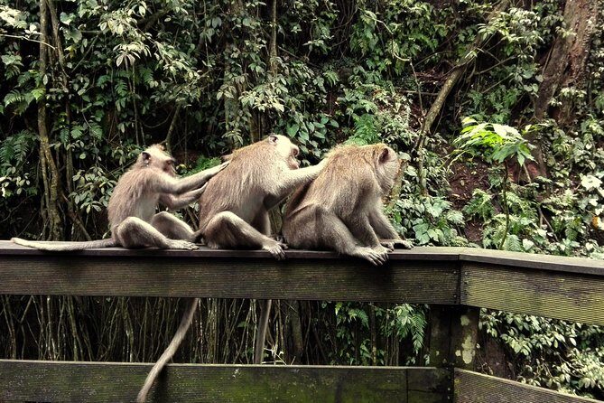Ubud Surounding Tour - Stop 2: Tegalalang rice terraces and a little trekking