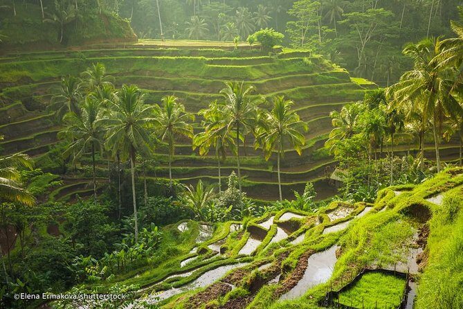 Ubud Surounding Tour - Hotel pickup and private transport: why it matters in Ubud