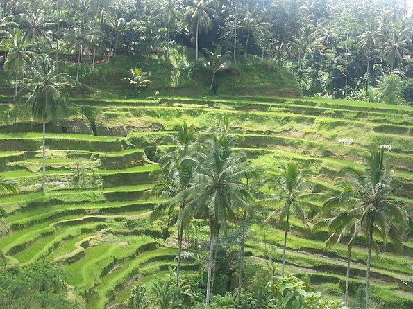 Ubud Tegalalang Rice Teracce & Tanah Lot Tour - Pickup, Timing, and How to Pace the Day