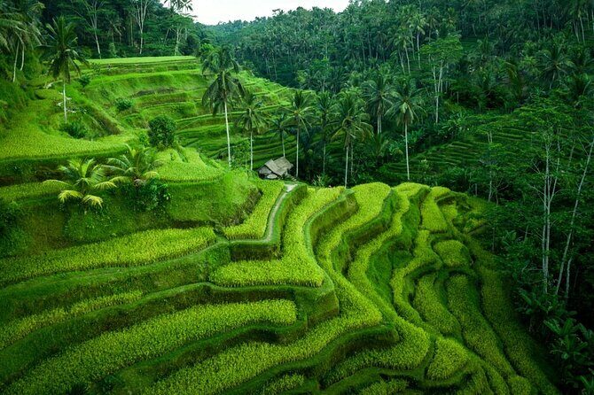 UBUD : Temple and Waterfall All Inclusive Day Tour - Your Guide Matters: Pak Tiiko and the Value of Good English