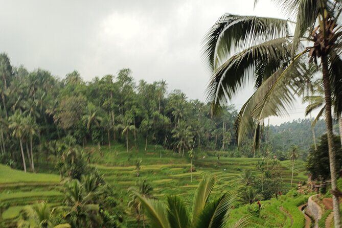 UBUD : Temple and Waterfall All Inclusive Day Tour - Coffee Luwak Pass-By and Lunch Break Planning