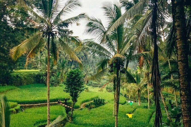 Ubud Temples, Waterfalls, Rice Terraces & Balinese Culture - Transportation, Timing, and What to Bring
