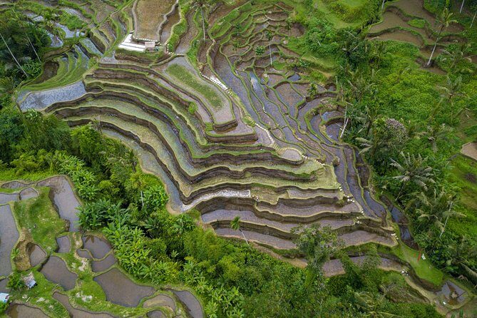 Ubud Top Attractions: Waterfalls, Temples and Rice Terraces - Tegalalang Rice Terrace: Walking Through Working Farmland