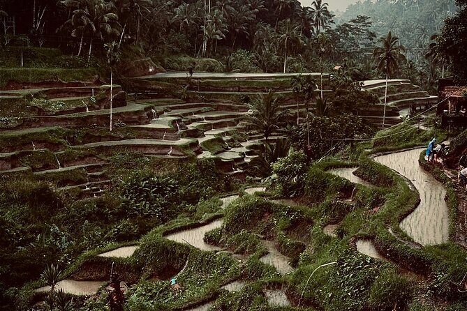 Ubud Top Tours to Discover Bali’s Cultural and Natural Wonders - Why this Ubud day works: culture plus nature, in one loop