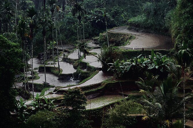 Ubud Top Tours to Discover Bali’s Cultural and Natural Wonders - Stop 2: Ulu Petanu Waterfall—jungle calm with a scenic payoff